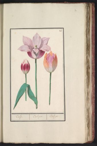 Tulip (Tulipa)