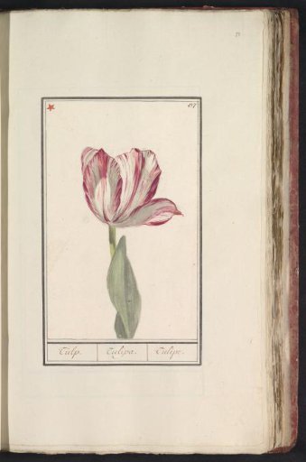 Tulip (Tulipa)