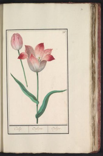 Tulip (Tulipa)