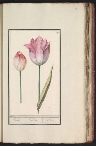 Tulip (Tulipa)