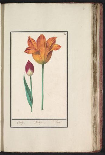 Tulip (Tulipa)