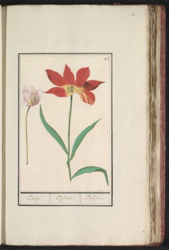 Tulip (Tulipa)