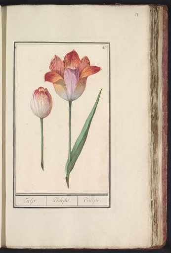 Tulip (Tulipa)