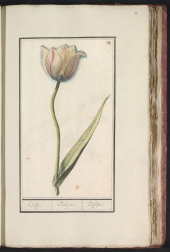 Tulip (Tulipa)