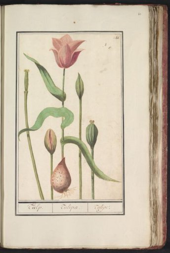 Tulip (Tulipa)