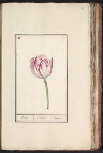 Tulip (Tulipa)