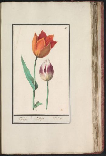 Tulip (Tulipa)