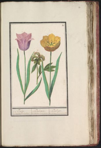 Tulip (Tulipa) and peony (Paeonia)