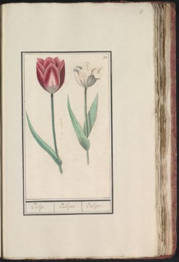 Tulip (Tulipa)