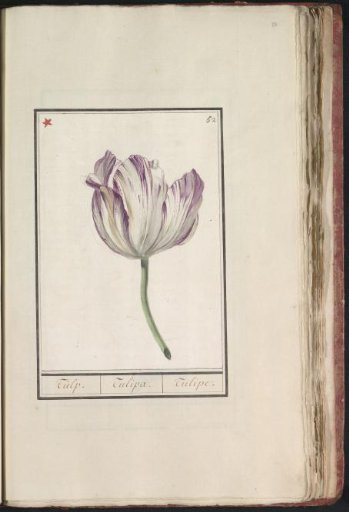 Tulip (Tulipa)
