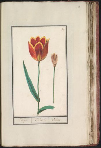 Tulip (Tulipa)