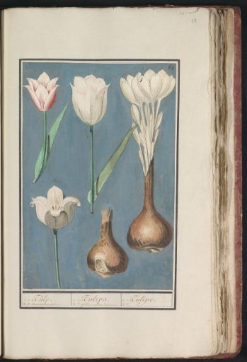 Tulip (Tulipa)