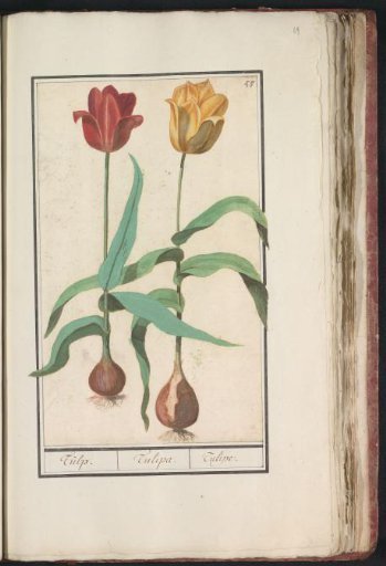 Tulip (Tulipa)