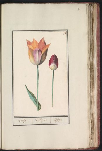 Tulip (Tulipa)