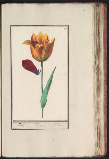 Tulip (Tulipa)