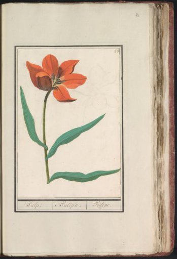 Tulip (Tulipa)