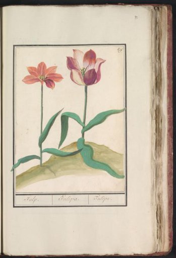 Tulip (Tulipa)