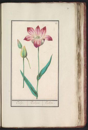 Tulip (Tulipa)