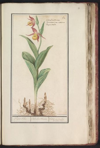 Lady's slipper (Cypripedium calceolus)