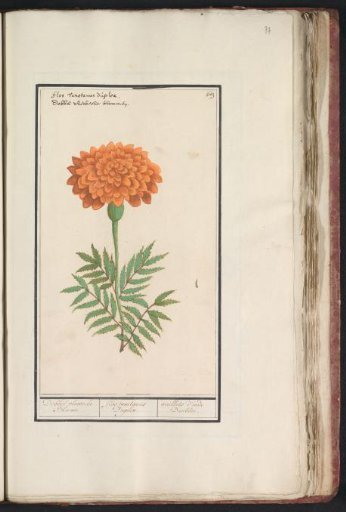 Marigold (Tagetes)