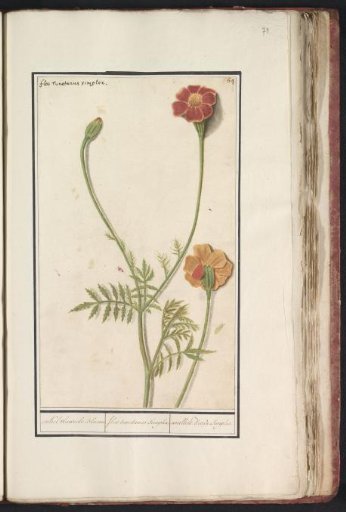 Marigold (Tagetes)