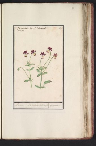 Three-colored violet (Viola tricolor)