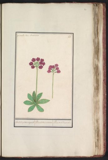 Primrose (Primula)