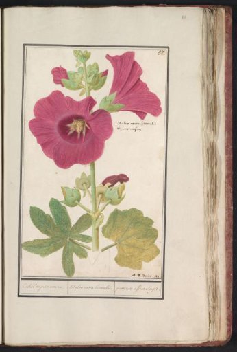 Hollyhock (Alcea rosea)