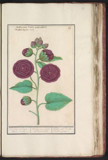 Hollyhock (Alcea rosea)