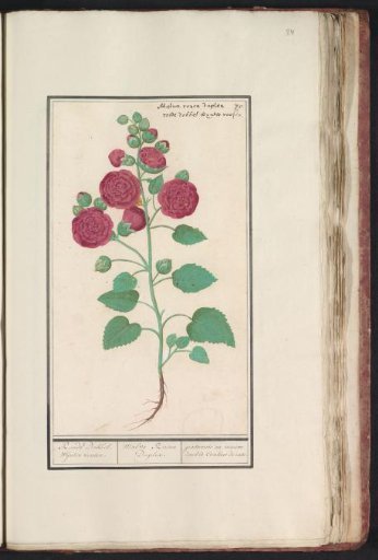 Hollyhock (Alcea rosea)