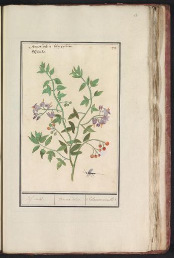 Bittersweet (Solanum dulcamara)