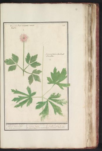 Anemone (Anemone)