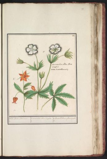 Buttercup (Ranunculus) and an unknown flower