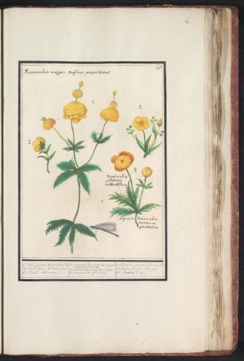 Buttercups (Ranunculus)