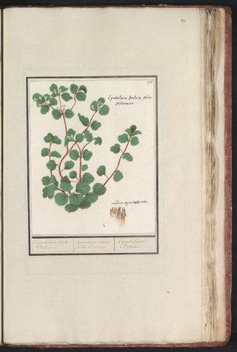 Cymbalaria