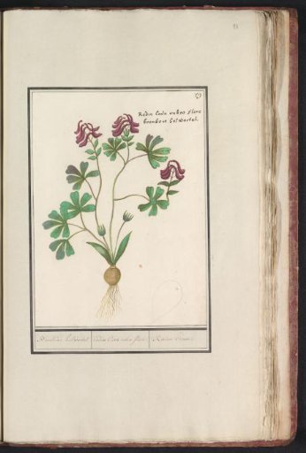 Hollow-root (Corydalis cava)