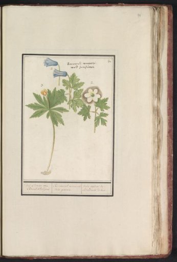 White and blue wood anemone (Anemone nemorosa)