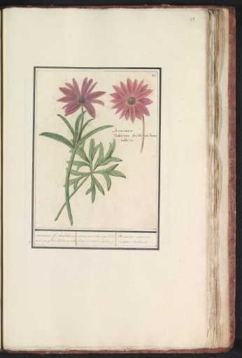 Anemone (Anemone) or dahlia (Dahlia)