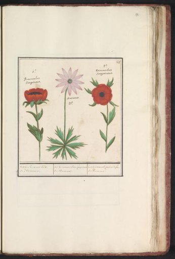 Anemone (Anemone)