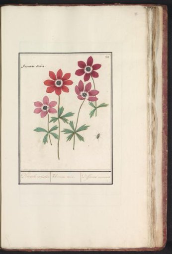 Anemone (Anemone)