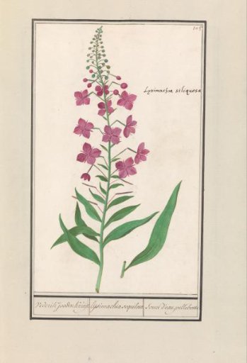 Fireweed (Chamerion angustifolium)