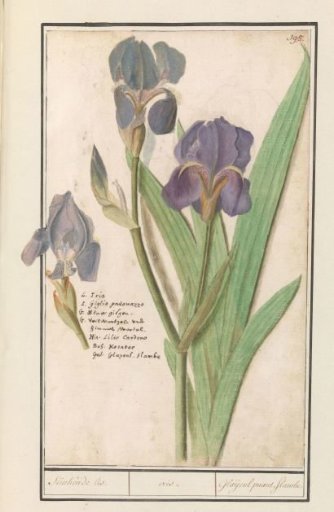 Purple iris (Iris germanica)