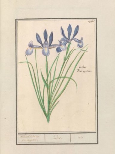 Blue flag (Iris sibirica)