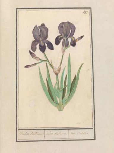 Purple iris (Iris germanica)