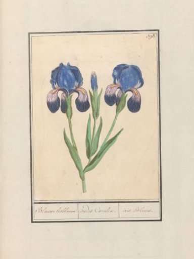 Purple iris (Iris germanica)
