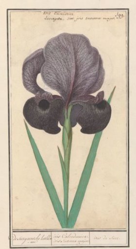 Mourning iris (Iris susiana)
