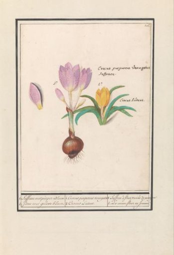 Crocus (Crocus)