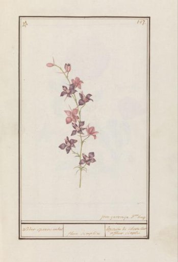 Larkspur (Consolida)