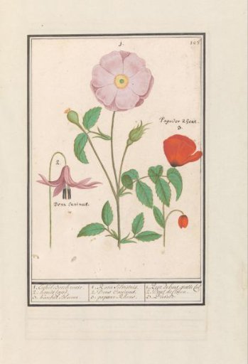 Dog's-tooth violet (Erythronium), wild rose (Rosa) and a poppy (Papaver)