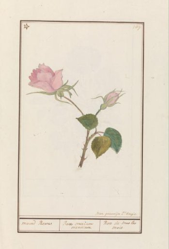 Rose (Rosa)